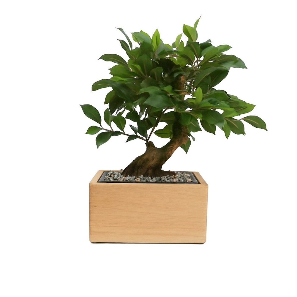 Tierurne Bonsaï Ficus