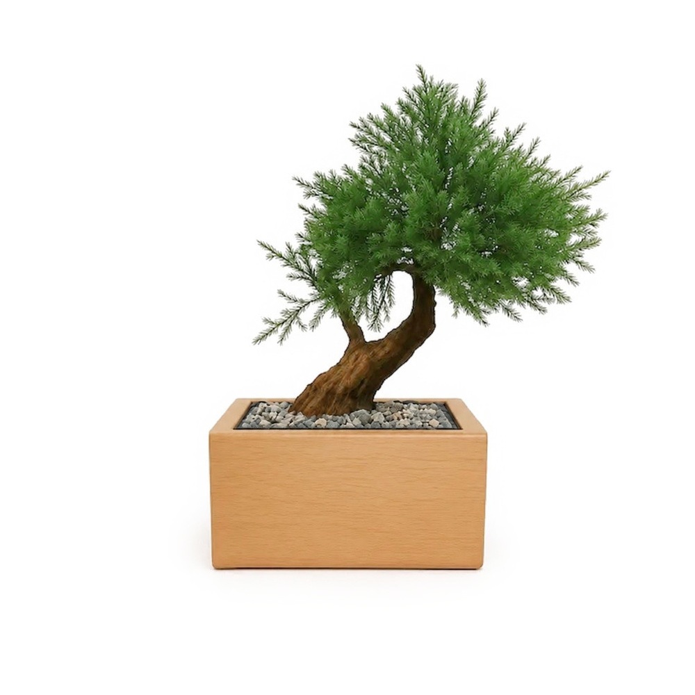 Tierurne Bonsaï Juniperus – Wacholder