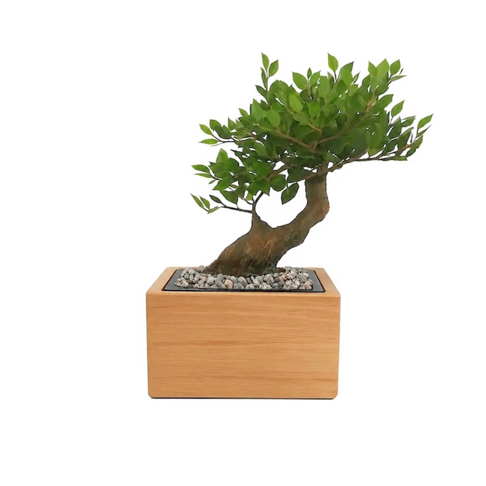 Tierurne Bonsaï – Ulme