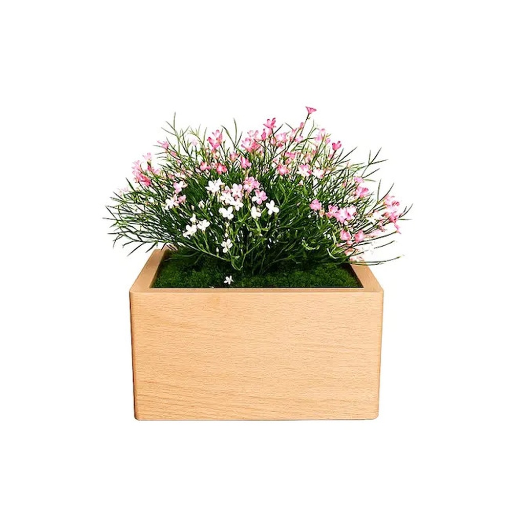 Tierurne Marguerite – rosa