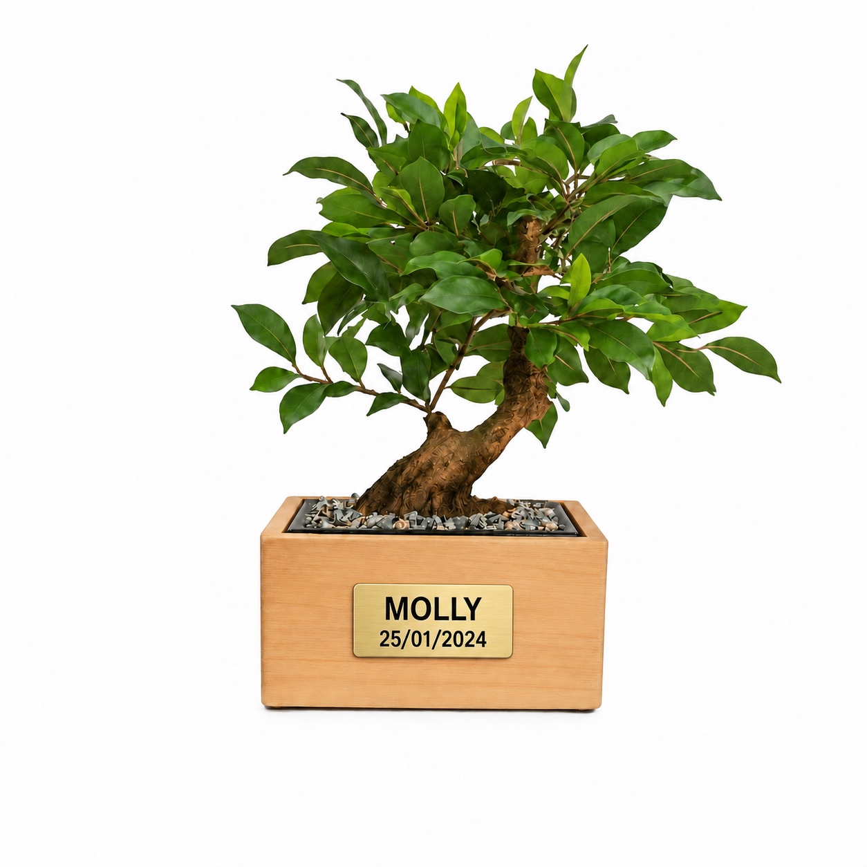 Tierurne Bonsaï Ficus aus Buchenholz mit künstlichem Bonsai und Gedenkplakette MOLLY vom 25.01.2024.