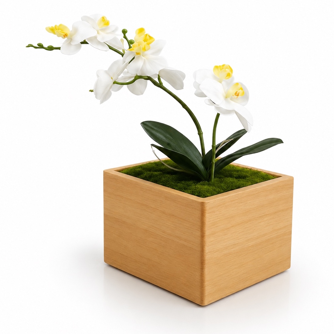 Tierurne Orchidée aus Buchenholz mit künstlichen weißen Orchideen, Schrägansicht ohne Gravur.