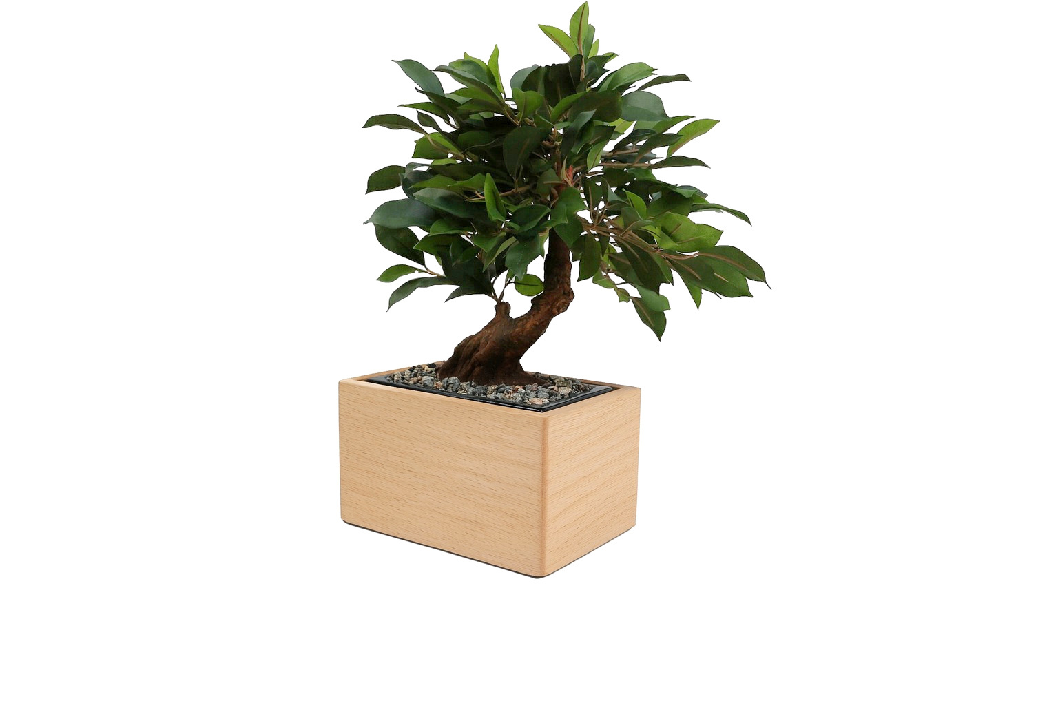 Bonsaï Ficus - 2