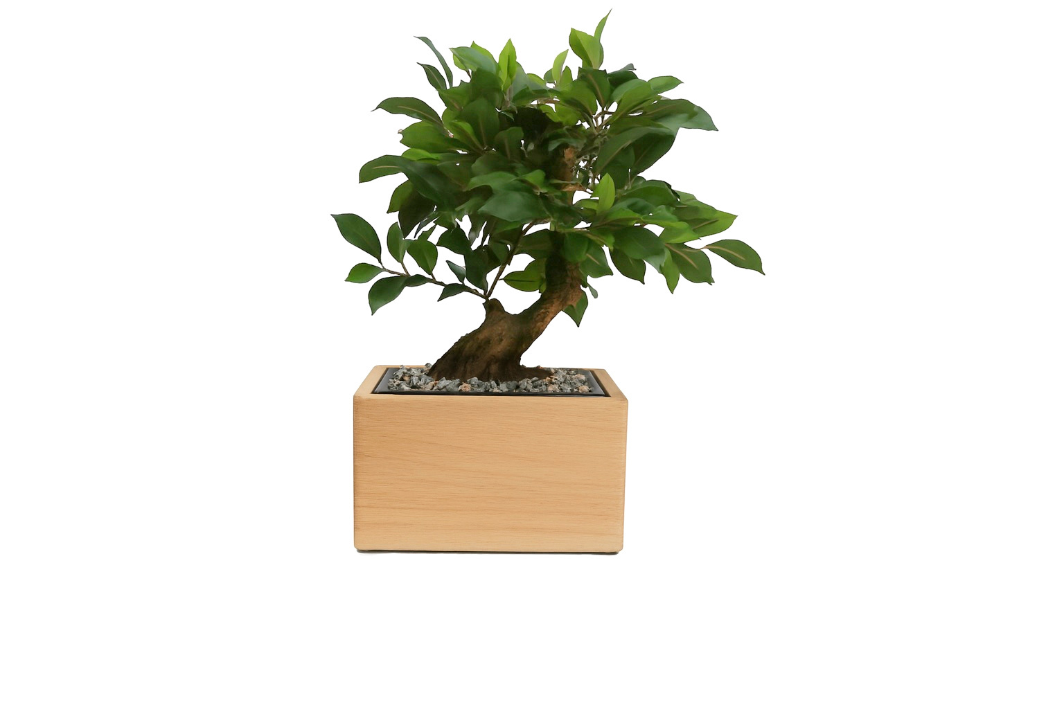 Bonsaï Ficus