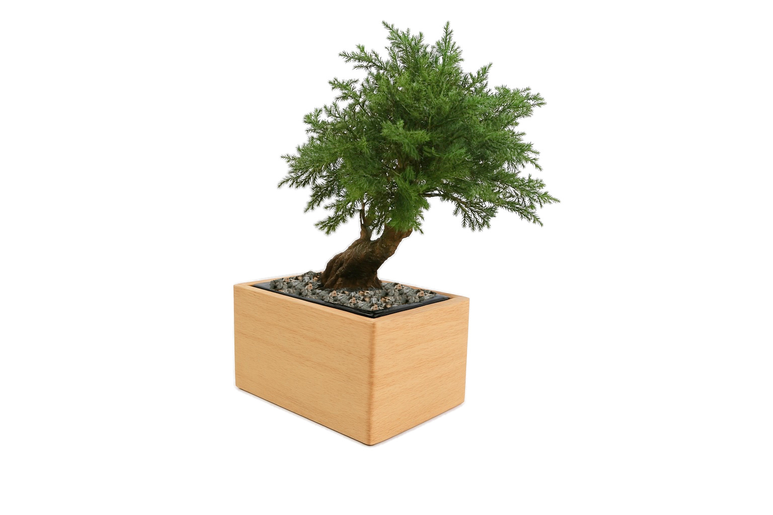 Bonsaï Juniperus - 2
