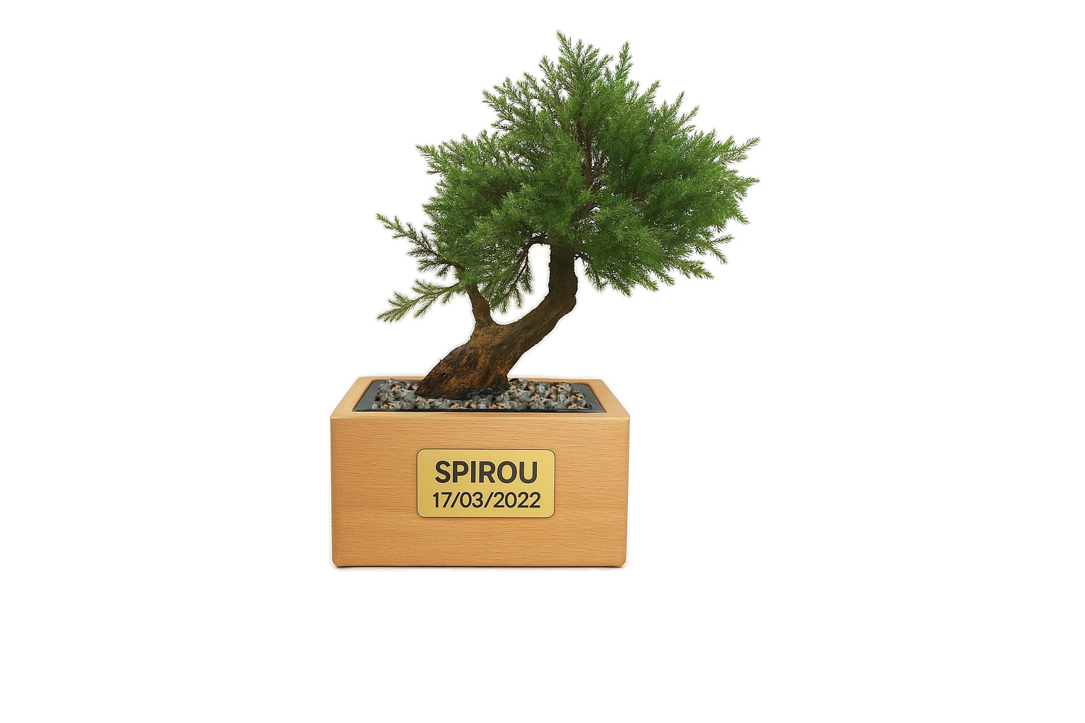 Bonsaï Juniperus - 3