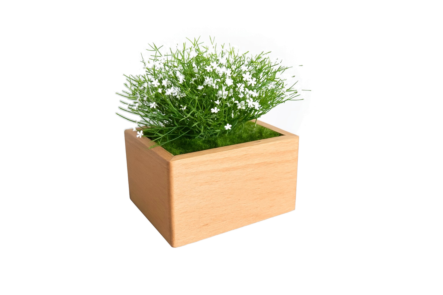 Marguerite blanche