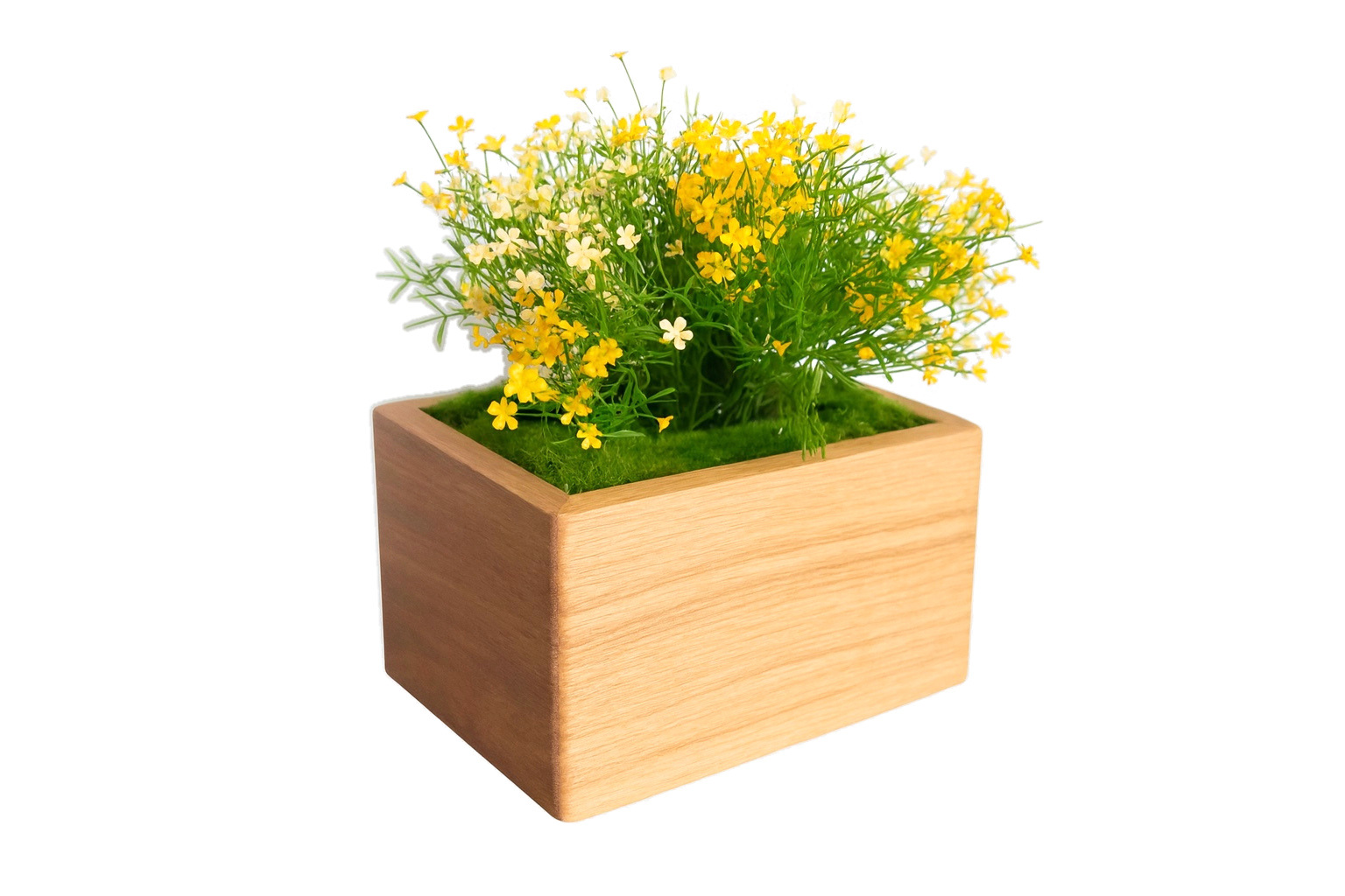 Marguerite jaune