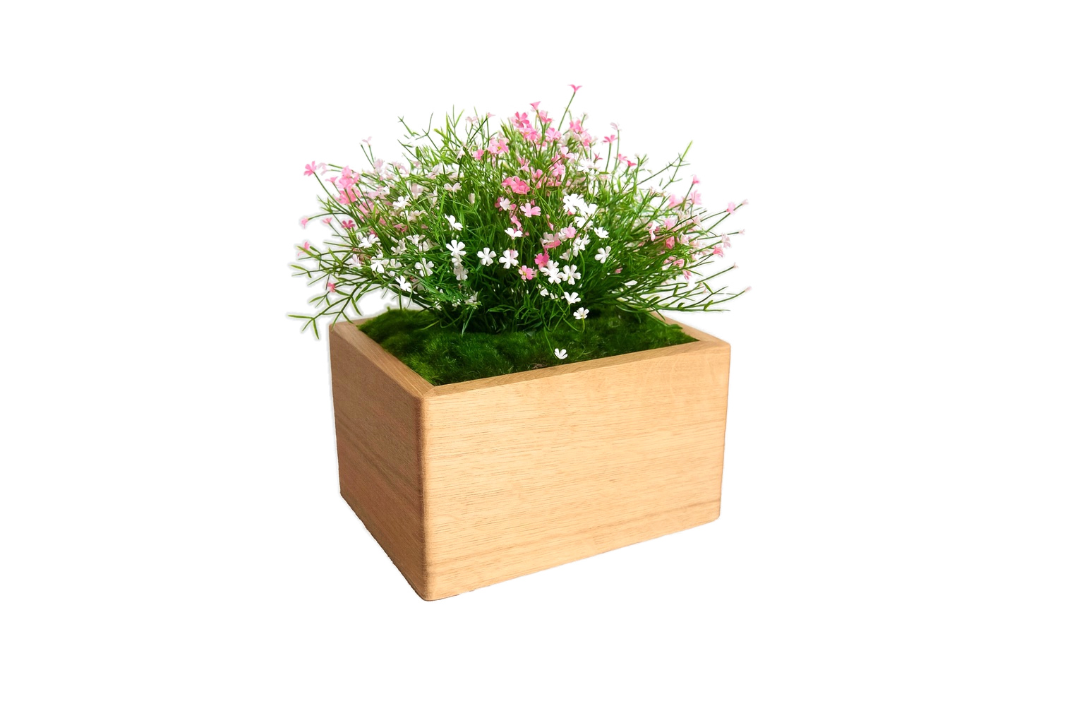 Marguerite rose