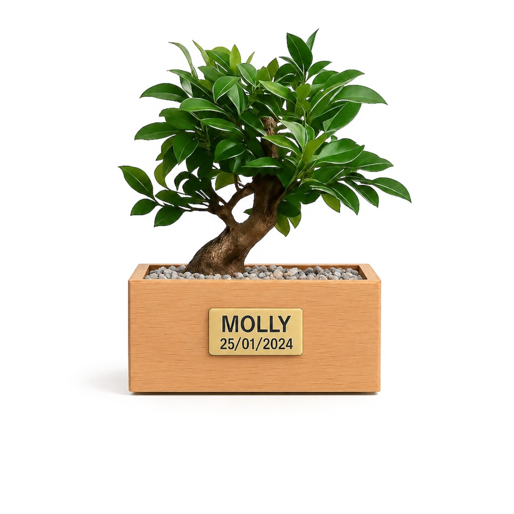 Urne Bonsaï Ficus en hêtre avec plaque funéraire en aluminium