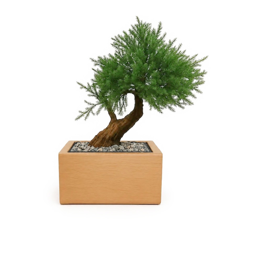 Bonsaï Juniperus