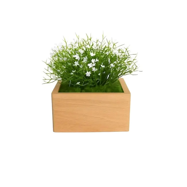 Marguerite blanche - 2
