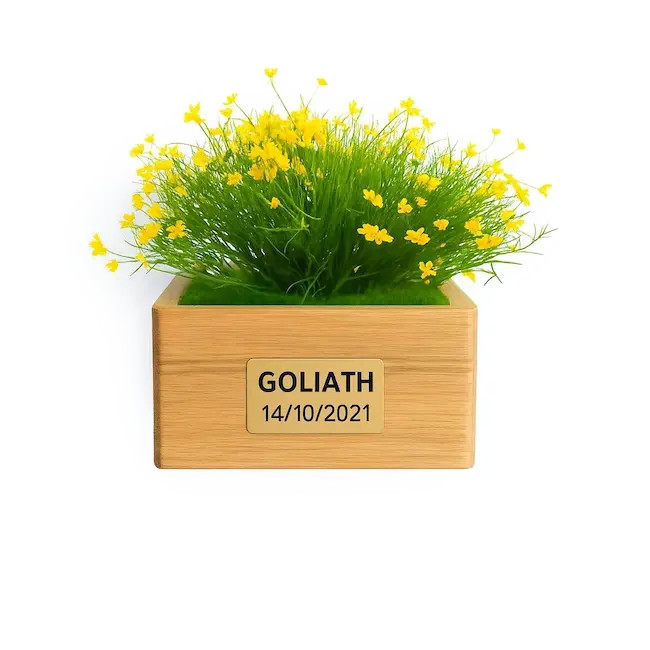 Marguerite jaune - 3