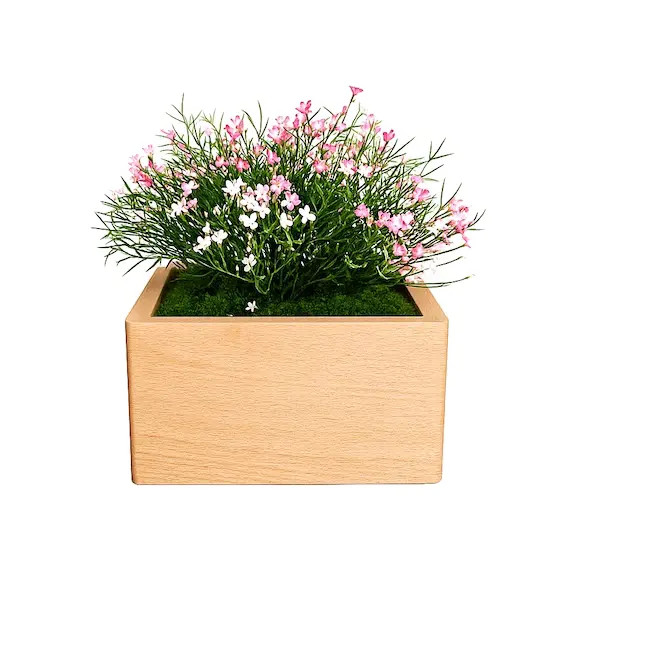 Marguerite rose - 2