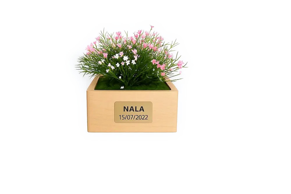 Marguerite rose - 3