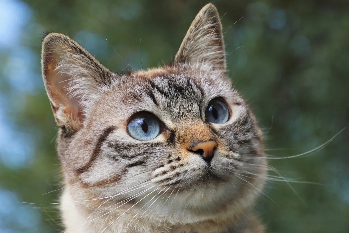 Katze bei Soul Garden