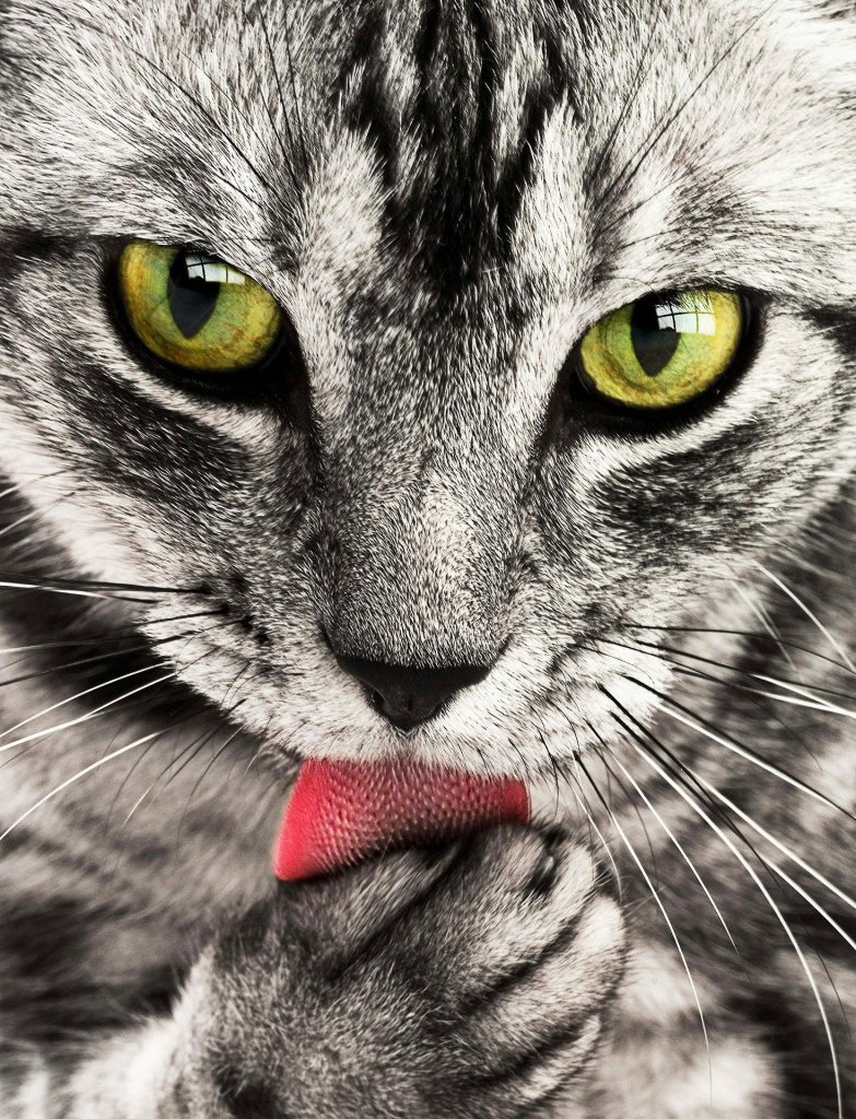 chat gris et blanc