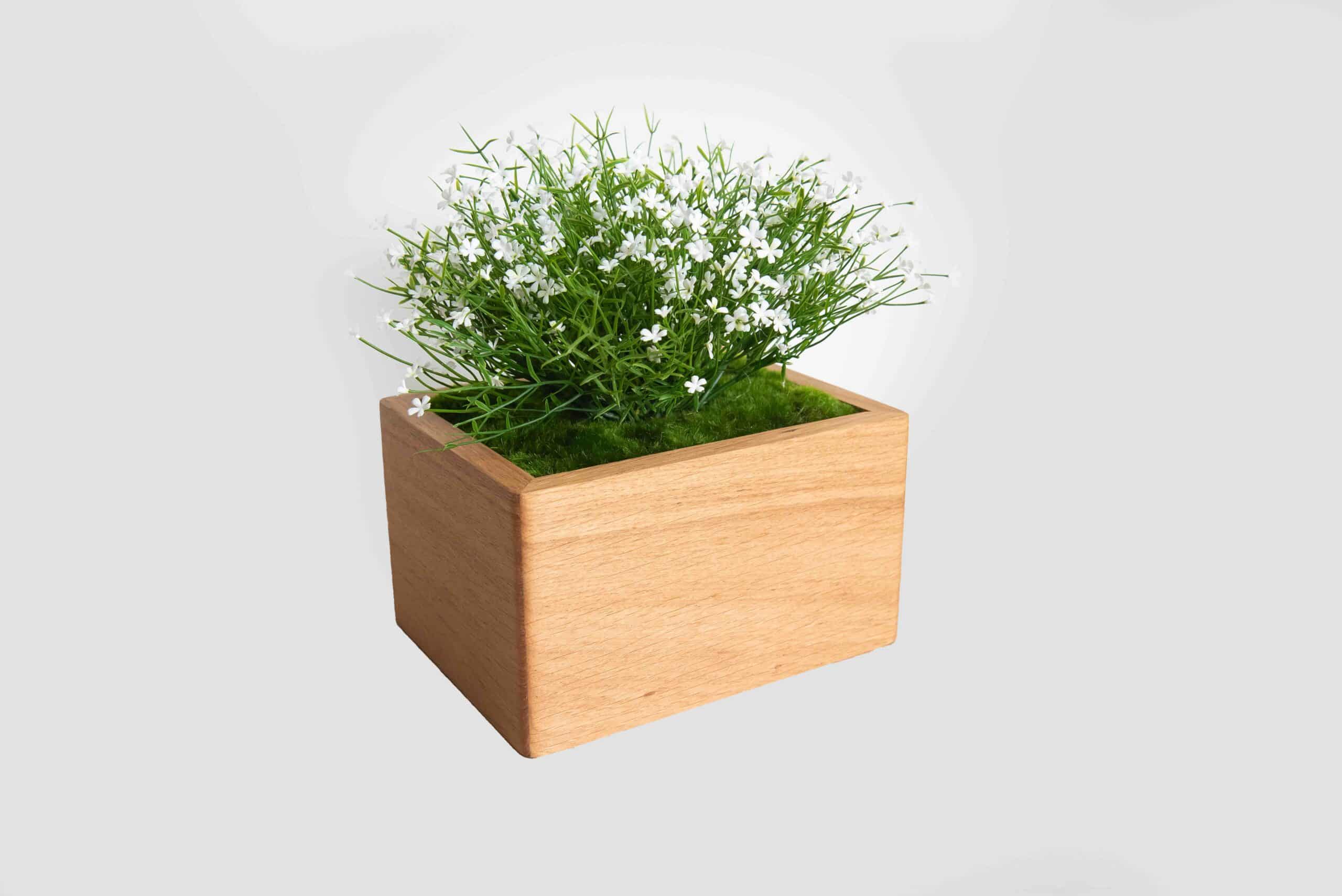 Marguerite blanche – Image 2