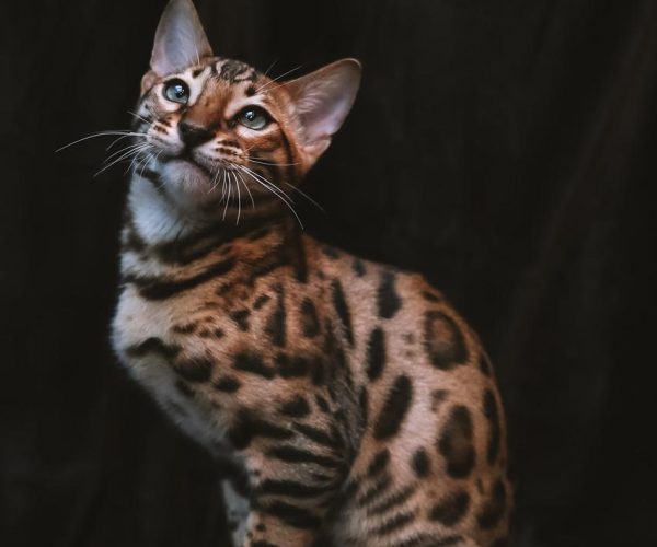 chat Bengale chat Bengale