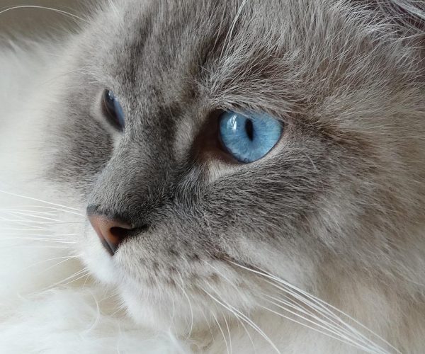 chat Ragdoll chat Ragdoll