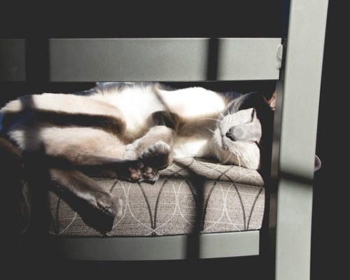 katy-duclos-Gcao0kZcwKI-unsplash chat qui dort au soleil