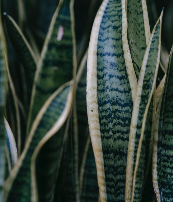 le Sansevieria le Sansevieria